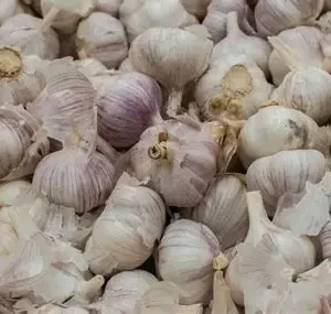 Ajo
