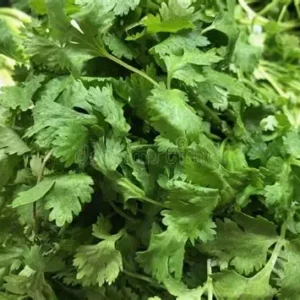 Cilantro