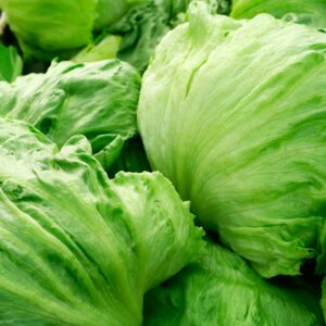 Lechuga romana